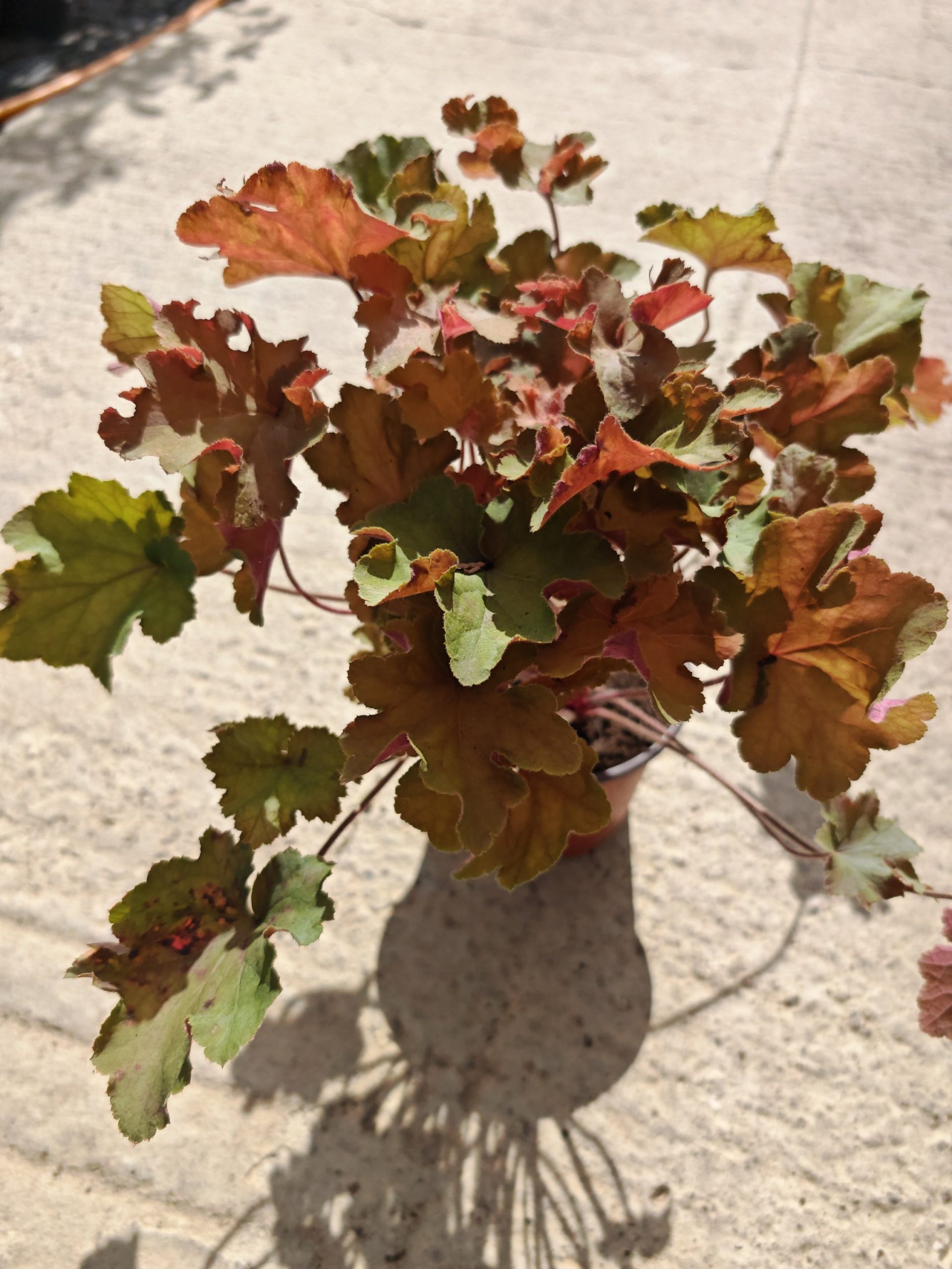 HEUHERA CARAMEL (HEUCHERA)