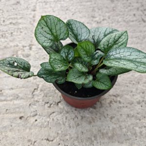 BRUNNERA MACROPHYLLA JACK FROST - Brunera