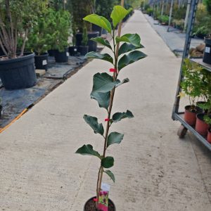 MAGNOLIA × SOULANGEANA GENIE - Magnolija