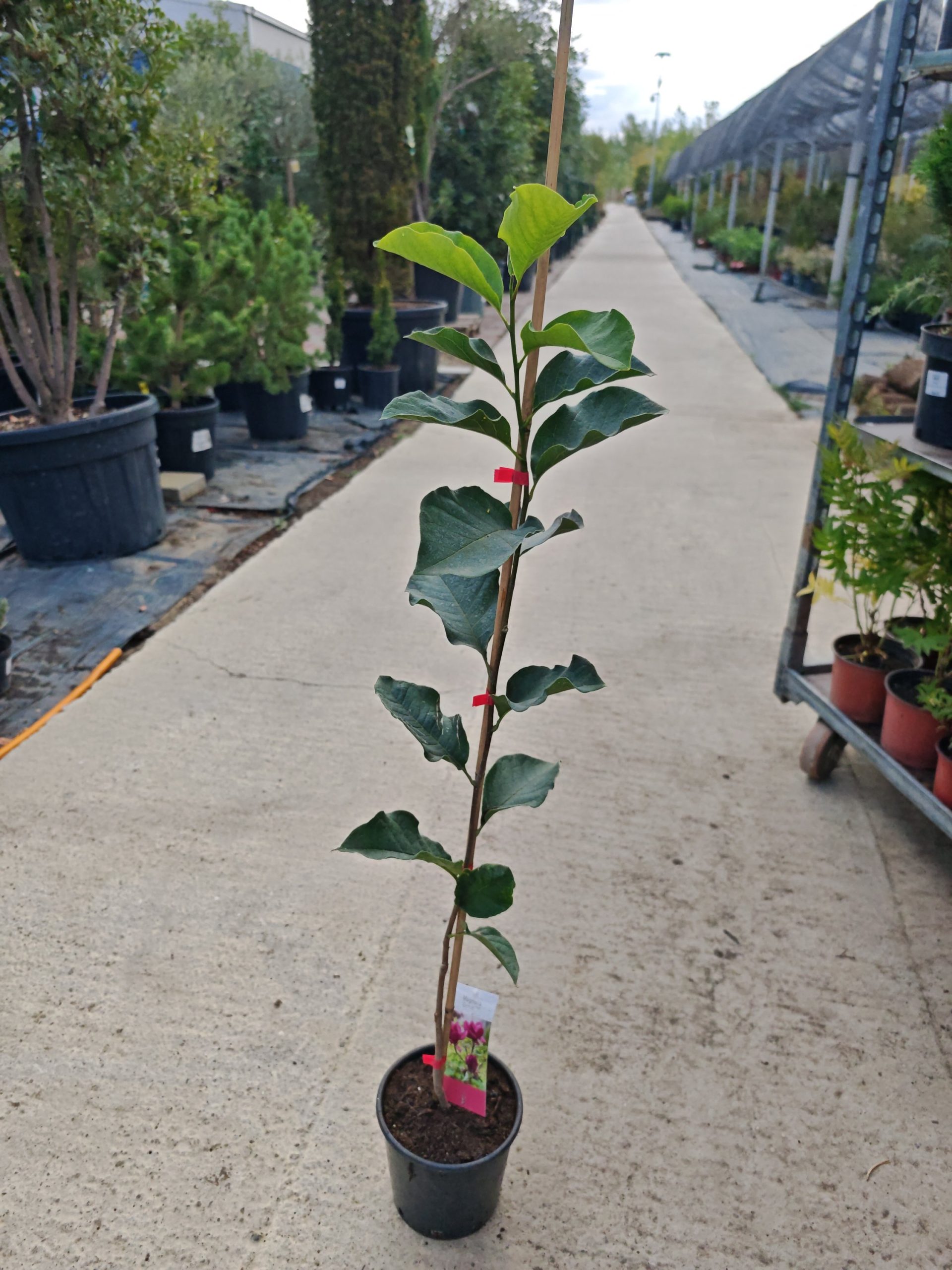 MAGNOLIA × SOULANGEANA GENIE - Magnolija