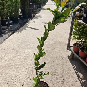 MAGNOLIA STELLATA ROSEA - Magnolija
