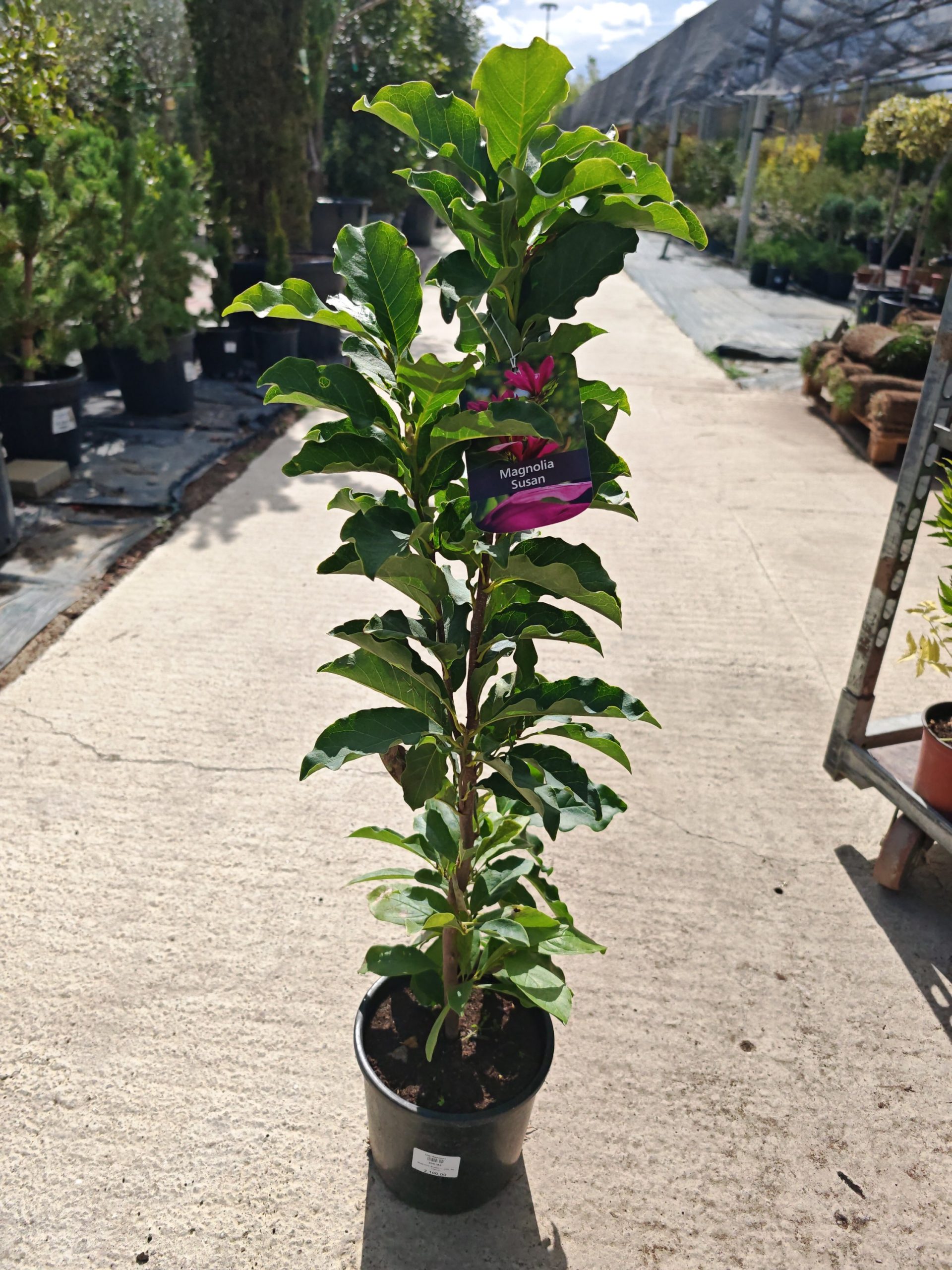 MAGNOLIA SUSAN - Magnolija