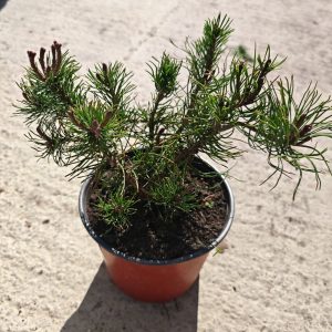 PINUS MUGO MUGHUS - Planinski bor