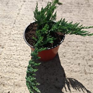 JUNIPERUS HORIZONTALIS BLUE CHIP - Kleka