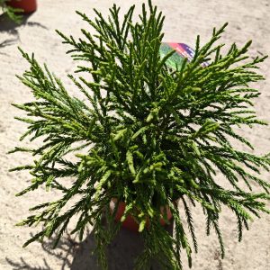 CRYPTOMERIA JAPONICA LITTLE CHAMPION - Kriptomerija