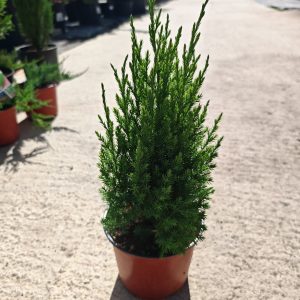 JUNIPERUS CHINENSIS STRICTA - Kleka