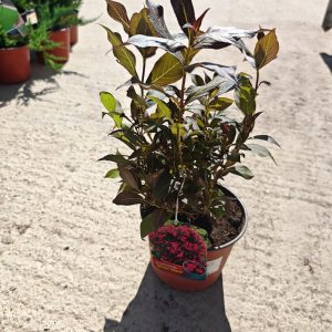 WEIGELA FLORIDA MINOR BLACK - Vajgela