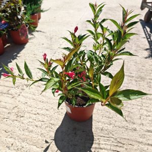 WEIGELA FLORIDA EVITA - Vajgela