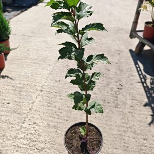 VIBURNUM OPULUS ROSEUM - Udika