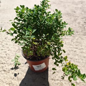 SPIRAEA JAPONICA LITTLE PRINCESS - Spireja