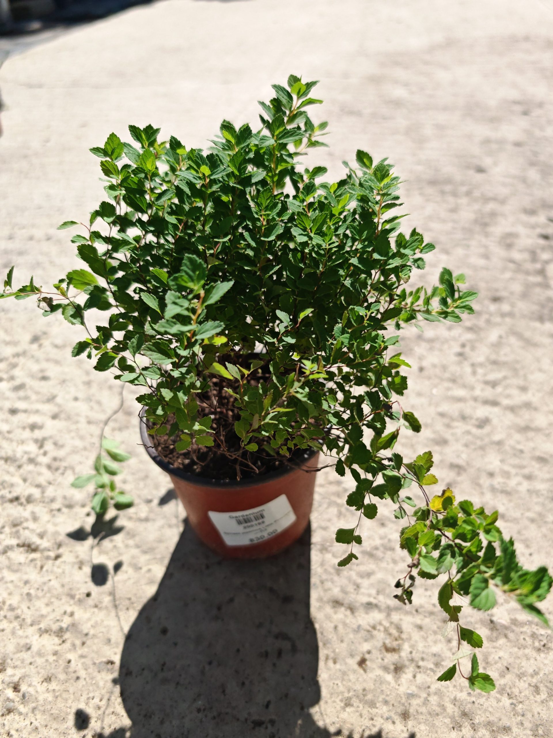 SPIRAEA JAPONICA LITTLE PRINCESS - Spireja