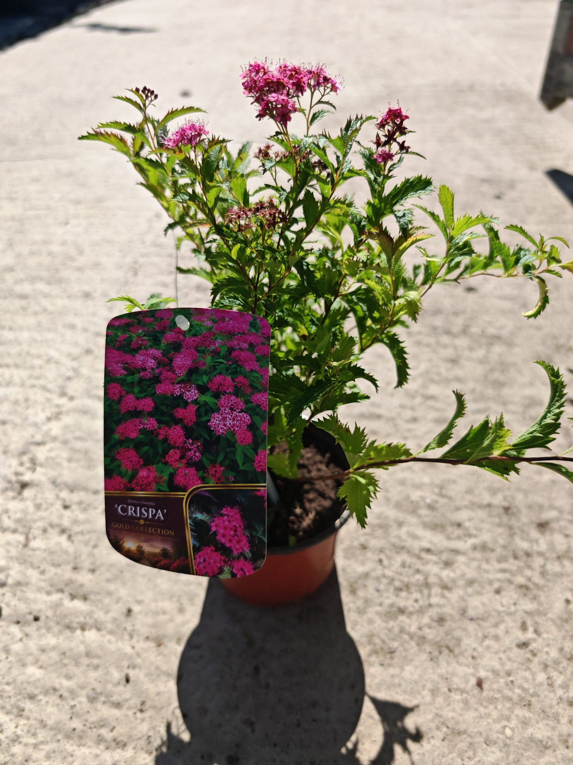 SPIRAEA JAPONICA CRISPA - Spireja