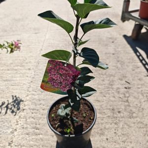 SYRINGA VULGARIS SENSATION - Jorgovan