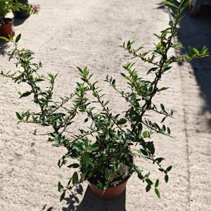 PYRACANTHA COCCINEA RED COLUMN - Vatreni trn