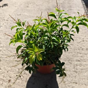 PIERIS JAPONICA CHRISTMAS CHEER - Pieris