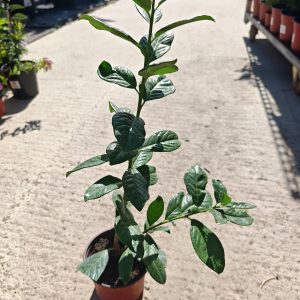 PRUNUS LAUROCERASUS NOVITA - Lovorvišnja