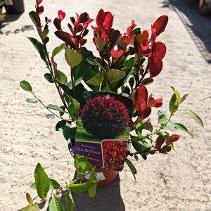 PHOTINIA × FRASERI LITTLE RED ROBIN - Fotinija