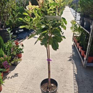 PHOTINIA FRASERI PINK CRISPY KALEM-STAMM - Fotinija