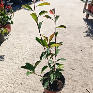 PHOTINIA X FRASERI RED ROBIN - Fotinija
