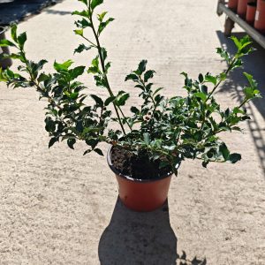 ILEX AQUIFOLIUM - Božikovina