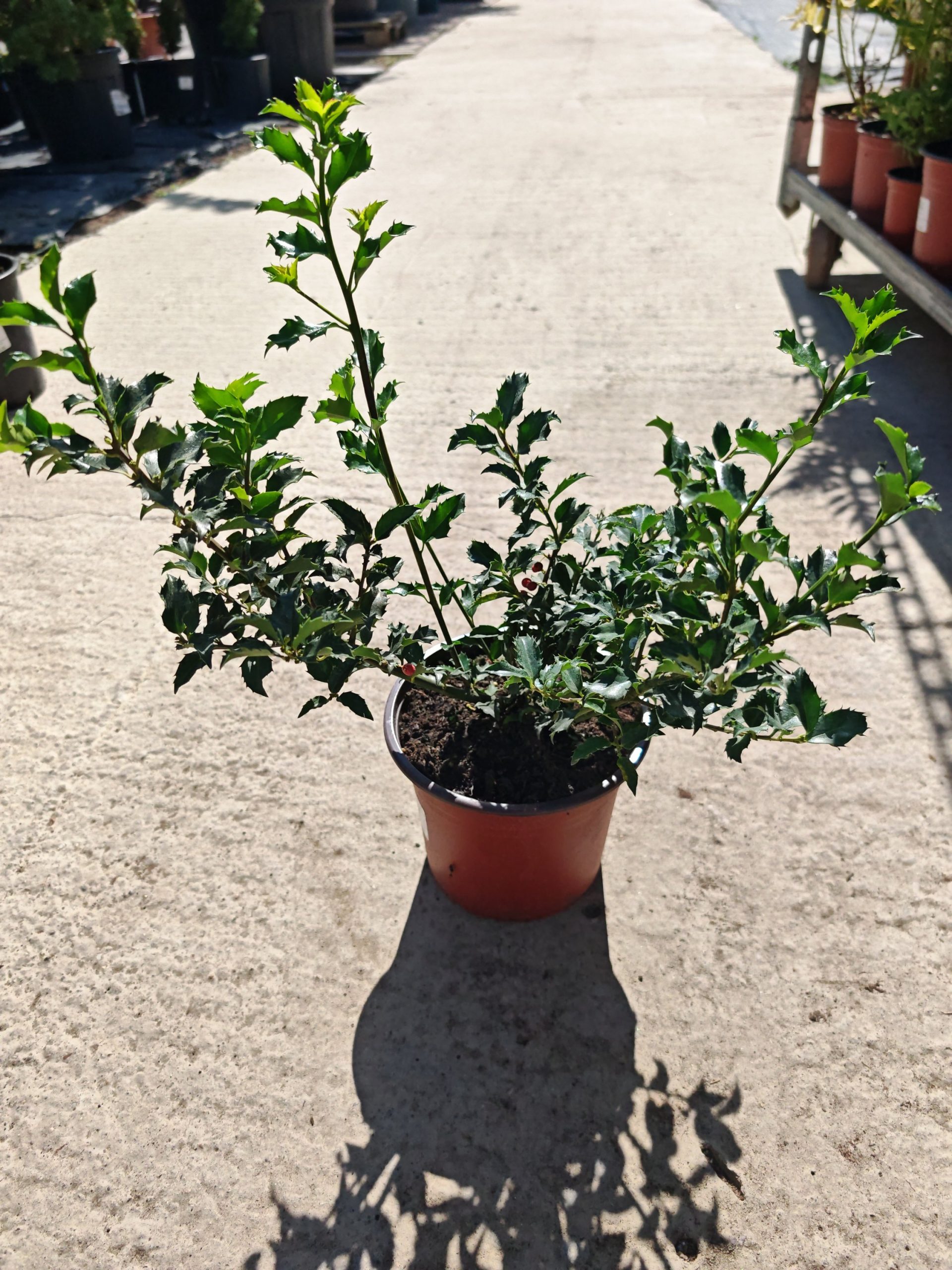 ILEX AQUIFOLIUM - Božikovina