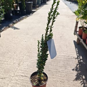 ILEX CRENATA FASTIGIATA - Božikovina