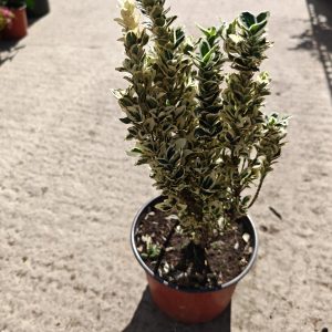 EUONYMUS JAPONICUS WHITE SPIRE - Kurika