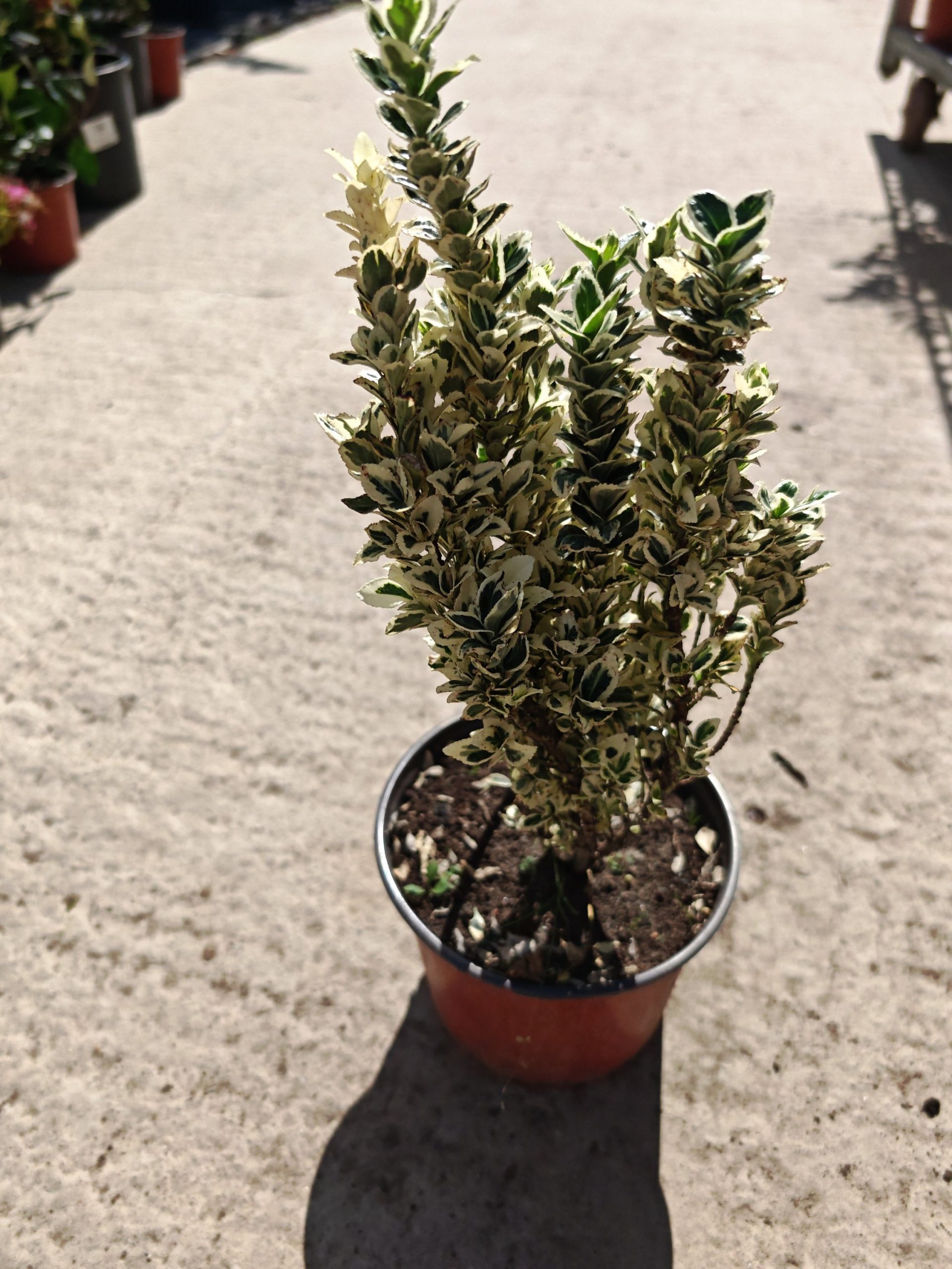 EUONYMUS JAPONICUS WHITE SPIRE - Kurika