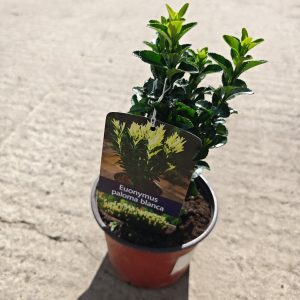 EUONYMUS JAPONICUS PALOMA BLANCA - Kurika