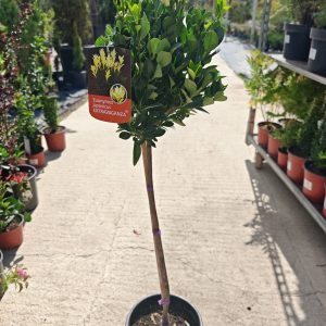 EUONYMUS JAPONICUS EXTRAVAGANZA STAMM (BAMBUS) - Kurika