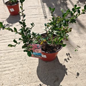 CHAENOMELES × SUPERBA ORANGE TRAIL - Ukrasna dunja