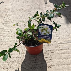 CHAENOMELES SPECIOSA NIVALIS - Ukrasna dunja