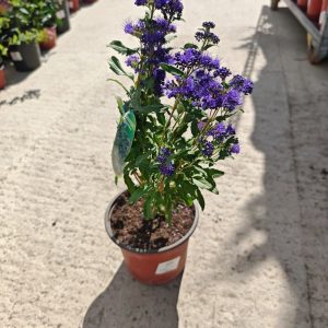 CARYOPTERIS × CLANDONENSIS GRAND BLEU - Kariopteris