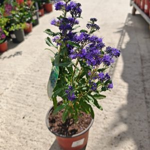 CARYOPTERIS × CLANDONENSIS GRAND BLEU - Kariopteris
