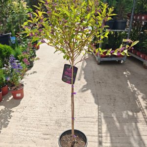 CALLICARPA DICHOTOMA ISSAI STAMM (BAMBUS) - Lepotica