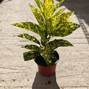 AUCUBA JAPONICA CROTONIFOLIA - Aukuba