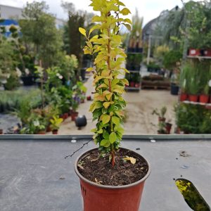 ŽUTIKA SUNBEAM (BERBERIS THUNBERGII)