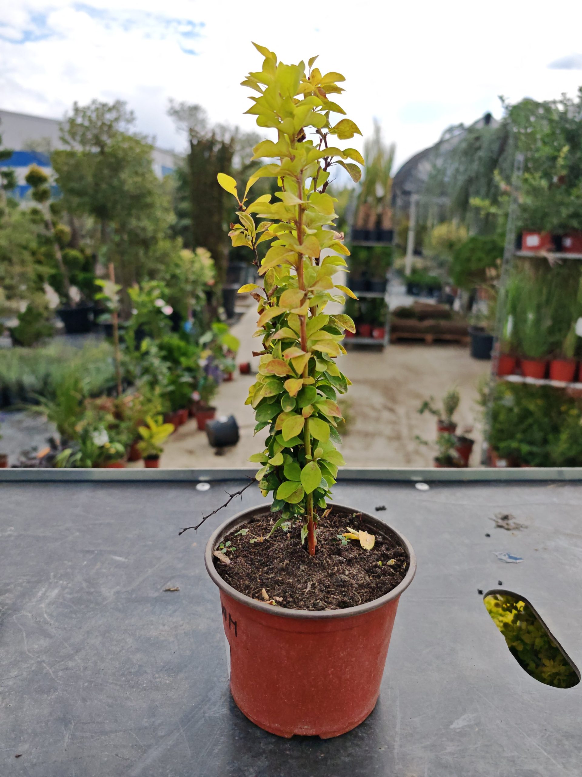 ŽUTIKA SUNBEAM (BERBERIS THUNBERGII)