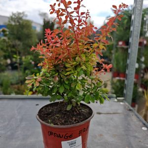 ŽUTIKA ORANGE FIRE (BERBERIS THUNBERGII)