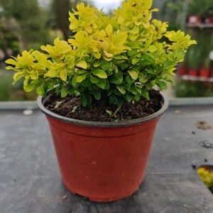 ŽUTIKA GOLDEN ZWERG (BERBERIS THUNBERGII)