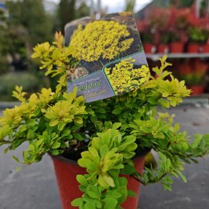 ŽUTIKA GOLDALITA (BERBERIS THUNBERGII)