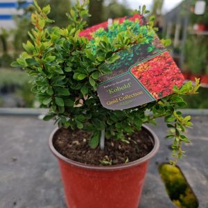 ŽUTIKA KOBOLD (BERBERIS THUNBERGII)