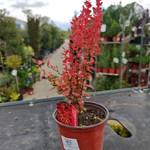 ŽUTIKA LAVA (BERBERIS THUNBERGII)