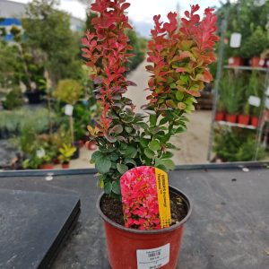 ŽUTIKA FLORENCE (BERBERIS THUNBERGII)