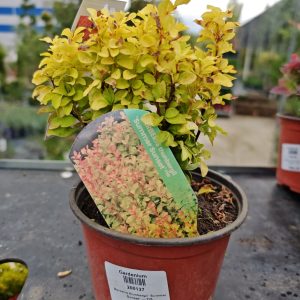 ŽUTIKA SUMMER SUNSET (BERBERIS THUNBERGII)