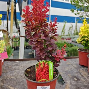 ŽUTIKA NEON (BERBERIS THUNBERGII)