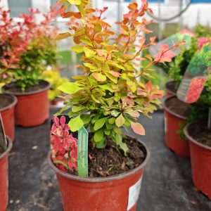ŽUTIKA DESPERADOS (BERBERIS THUNBERGII)