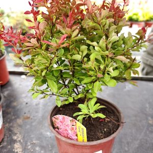 ŽUTIKA CORAL (BERBERIS THUNBERGII)
