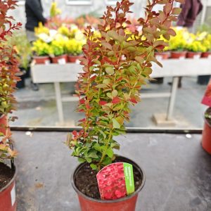ŽUTIKA CHIQUITA (BERBERIS THUNBERGII)