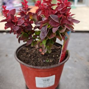 ŽUTIKA DEEP PURPLE (BERBERIS THUNBERGII)